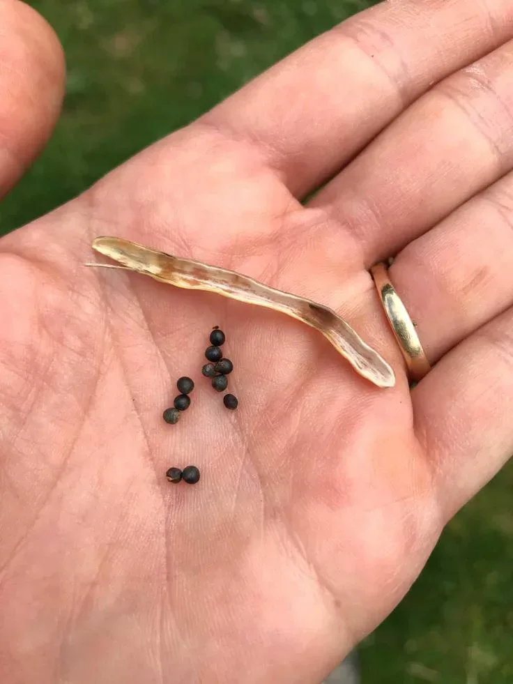 Nutrient-Dense Kale Seeds